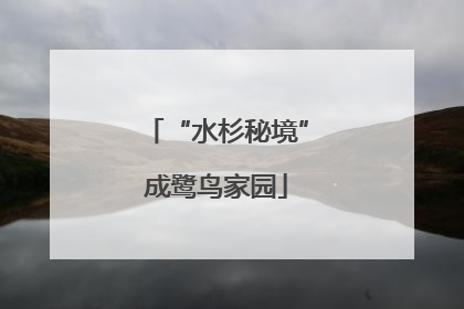 “水杉秘境”成鹭鸟家园