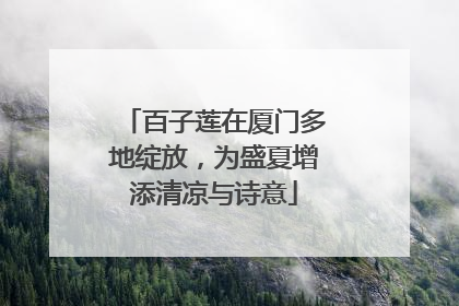 百子莲在厦门多地绽放，为盛夏增添清凉与诗意