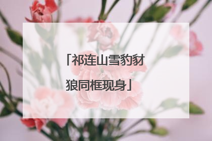 祁连山雪豹豺狼同框现身