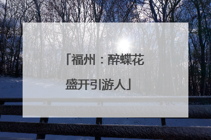 福州：醉蝶花盛开引游人