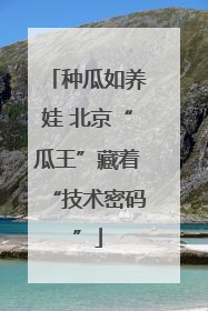 种瓜如养娃 北京“瓜王”藏着“技术密码”