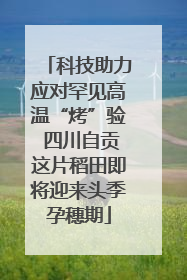 科技助力应对罕见高温“烤”验 四川自贡这片稻田即将迎来头季孕穗期