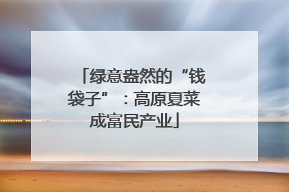 绿意盎然的“钱袋子”：高原夏菜成富民产业