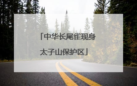 中华长尾雀现身太子山保护区