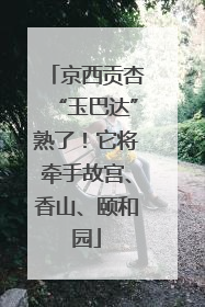 京西贡杏“玉巴达”熟了！它将牵手故宫、香山、颐和园