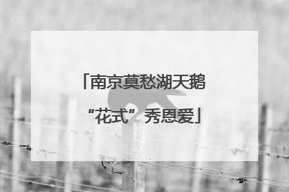 南京莫愁湖天鹅“花式”秀恩爱
