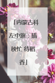内蒙古科左中旗：插秧忙 待稻香