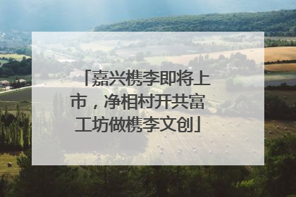 嘉兴槜李即将上市，净相村开共富工坊做槜李文创