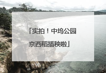 实拍！中坞公园京西稻插秧啦