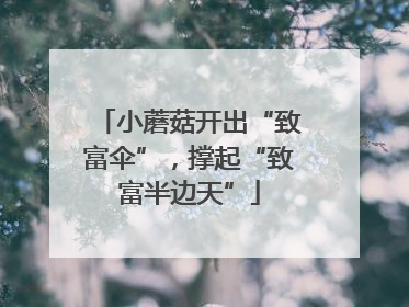 小蘑菇开出“致富伞”，撑起“致富半边天”