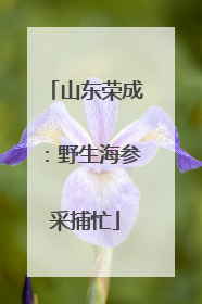 山东荣成：野生海参采捕忙