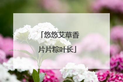 悠悠艾草香 片片粽叶长