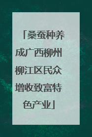 桑蚕种养成广西柳州柳江区民众增收致富特色产业