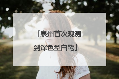 泉州首次观测到深色型白鹭