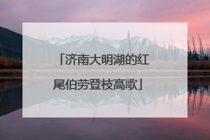 济南大明湖的红尾伯劳登枝高歌