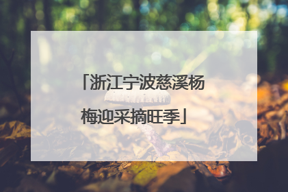 浙江宁波慈溪杨梅迎采摘旺季
