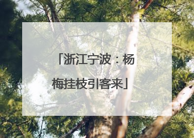 浙江宁波：杨梅挂枝引客来
