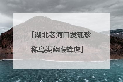 湖北老河口发现珍稀鸟类蓝喉蜂虎