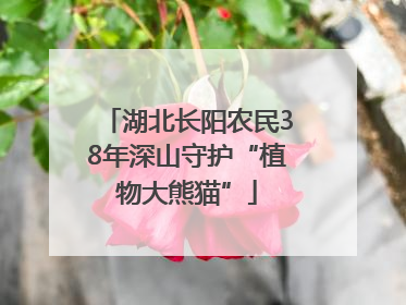 湖北长阳农民38年深山守护“植物大熊猫”