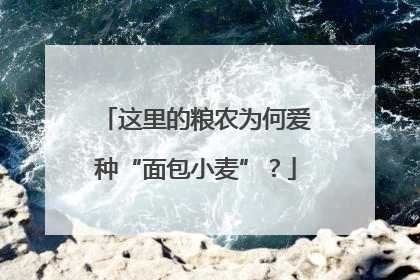 这里的粮农为何爱种“面包小麦”？