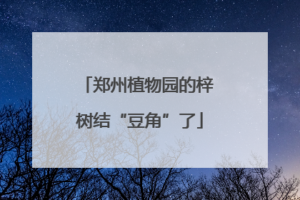 郑州植物园的梓树结“豆角”了