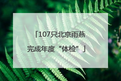 107只北京雨燕完成年度“体检”